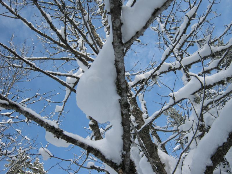 2010-02-21 Pela (10) suspended snow